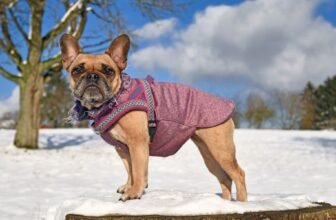 Best Winter Clothes for Teacup Dog Breeds (Stay Warm & Stylish)