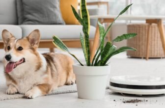 How to Create a Safe Home Setup for Teacup Dogs + Recommended Products