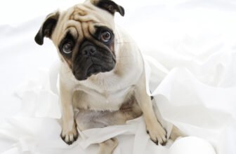 Best Training Pads for Teacup Puppies (Leak-Proof & Odor Control Picks)