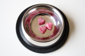 Best Dog Bowls for Teacup Puppies (Anti-Slip & Portion Control Guide)