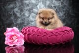 How to Create a Safe Home Setup for Teacup Dogs + Recommended Products