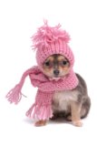 Best Winter Clothes for Teacup Dog Breeds (Stay Warm & Stylish)