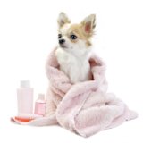Best Shampoo for Teacup Dogs With Sensitive Skin