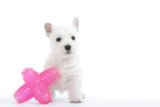 Best Toys for Teacup Puppies (Safe Size & Non-Choking Options)